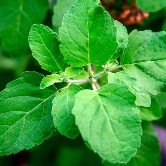 Fresh Tulsi Leaves / Holy Basil