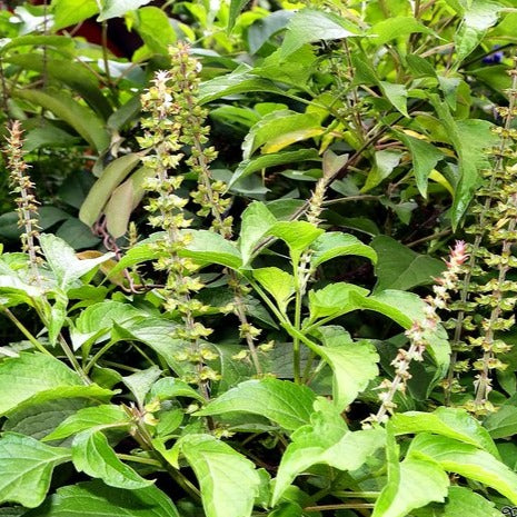 Fresh Ram Tulsi Leaves / Holy Clove Basil