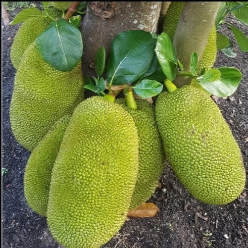 Baby Raw Jackfruit / Kochi Echor / Kathal