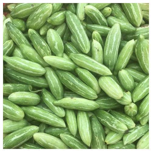 Macha-r Potol (Organic Pointed gourd)