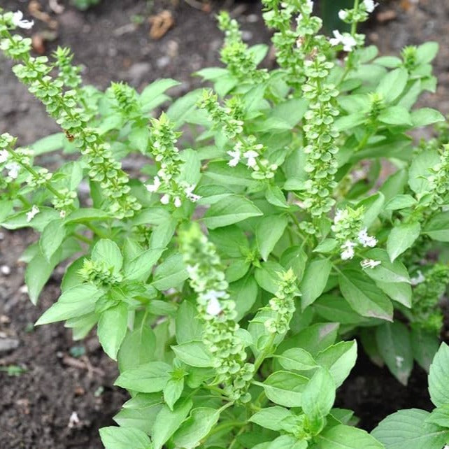 Fresh Ram Tulsi Leaves / Holy Clove Basil