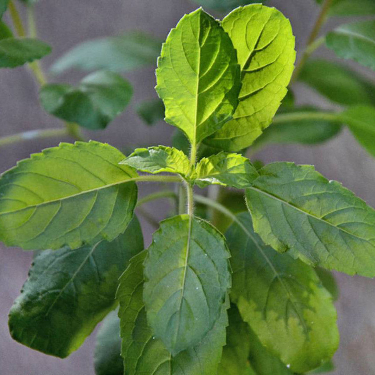 Fresh Tulsi Leaves Holy Basil